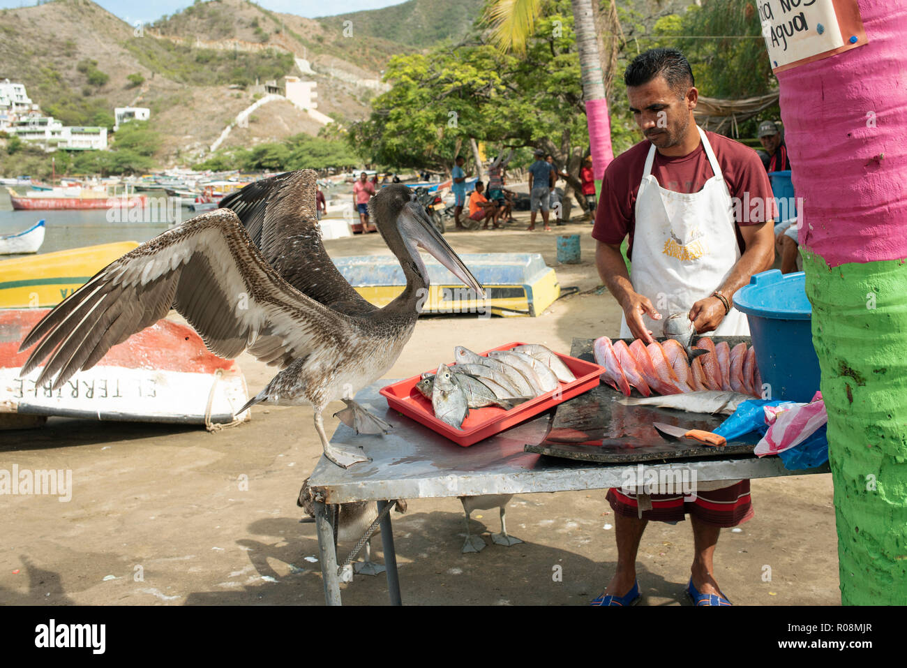 Fisherman preparando para la venta de pescado fresco, un tanto impertinente pelican está esperando las tripas. La vida costera en Taganga, Santa Marta, Colombia. Sep 2018 Foto de stock