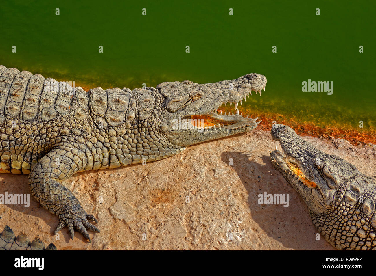 Los cocodrilos del Nilo. Crocodylus niloticus. Foto de stock