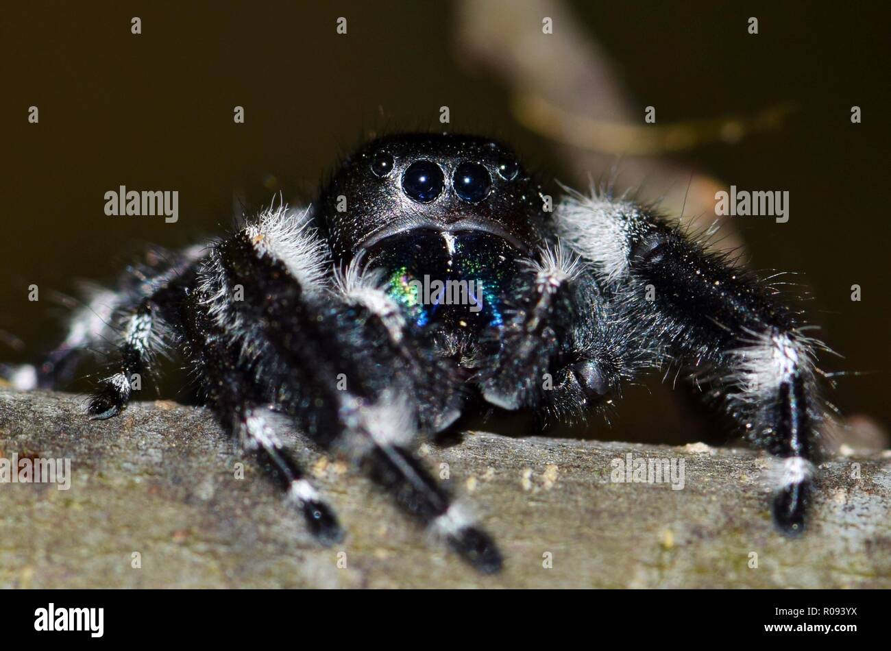 Una bastante grande en negrita Jumping spider eyes la cámara cautelosamente y mantiene una distancia segura. Estas saltando las arañas son bastante comunes y también bastante inofensivos. Foto de stock
