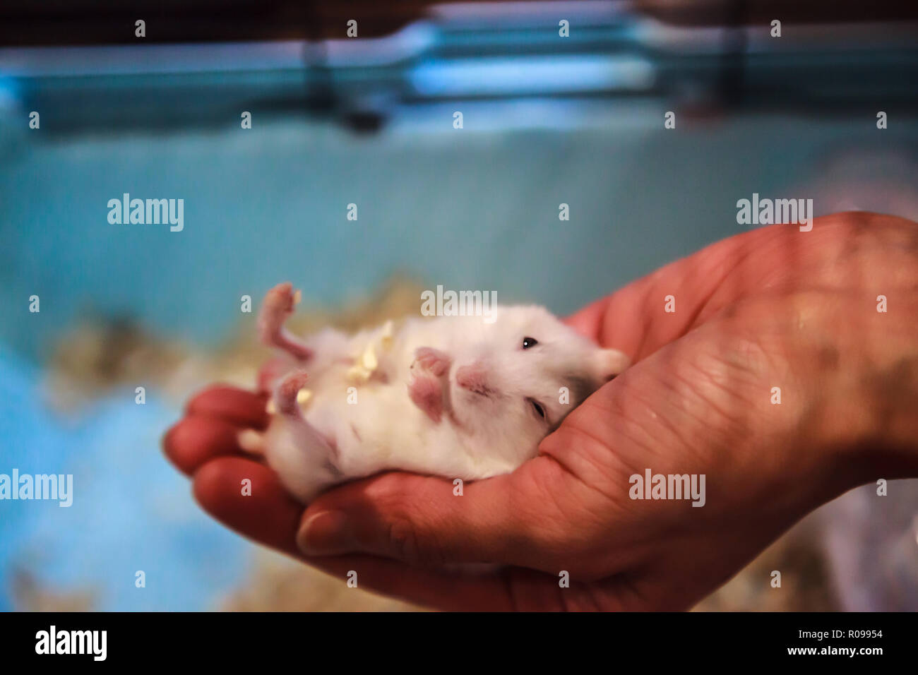 Baby Hamster Fotos E Imagenes De Stock Alamy