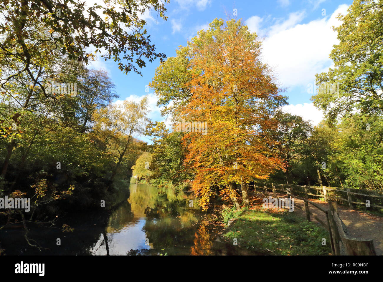 Winkworth, Reino Unido. 03Rd Nov, 2018. Los arces japoneses y coloridos arces resaltar la magnífica gama de colores de otoño en un día soleado en Winkworth Arboretum Cerca de Godalming, Surrey. Sábado 3 de noviembre de 2018 Créditos: KEITH MAYHEW/Alamy Live News Foto de stock