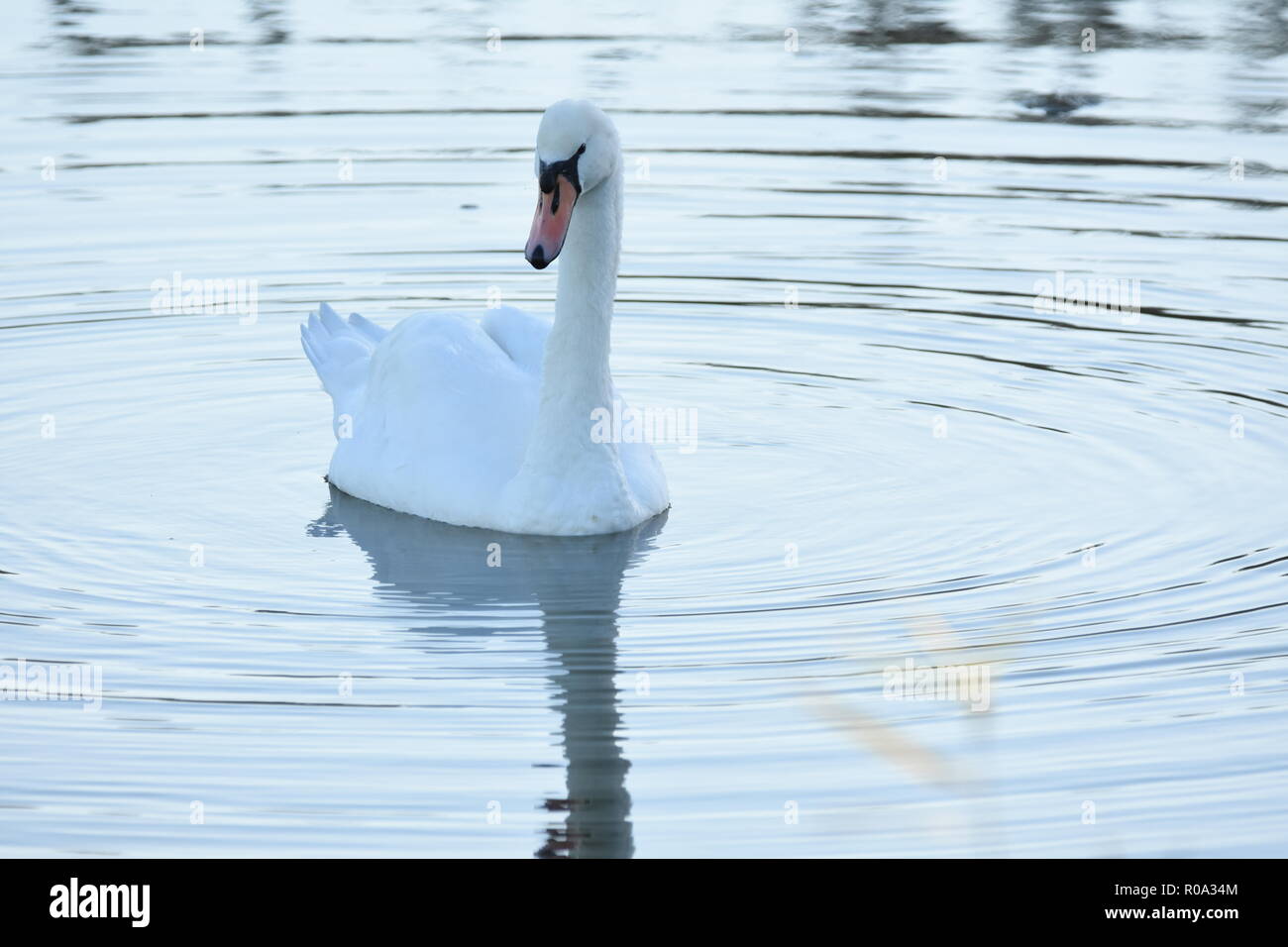 Cisne nadando en un lago Foto de stock