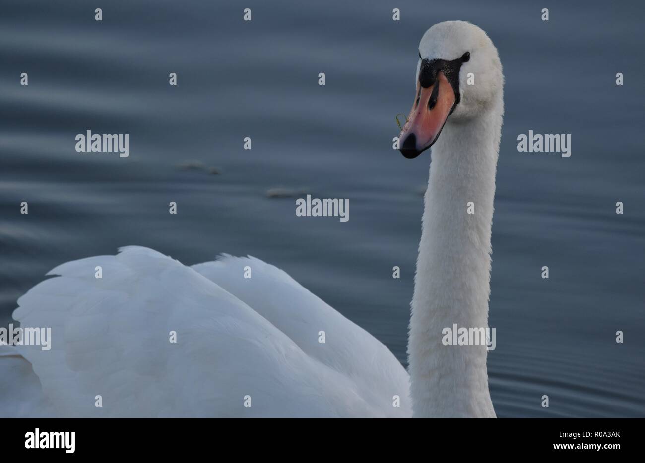 Cerca de un cisne (Cygnini) sobre un lago Foto de stock