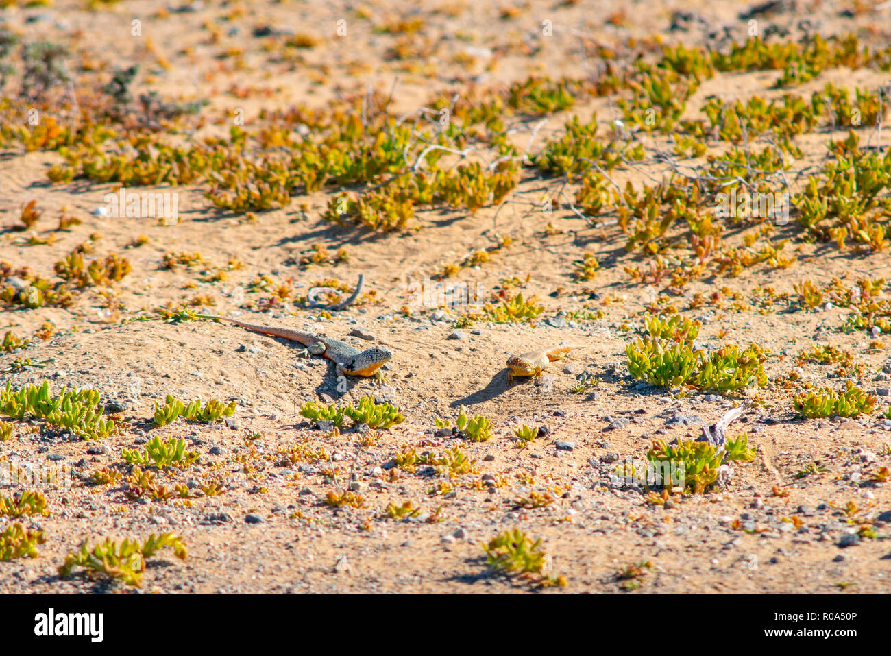 Dos rivales de lagartijas tomando sol en medio del desierto Foto de stock