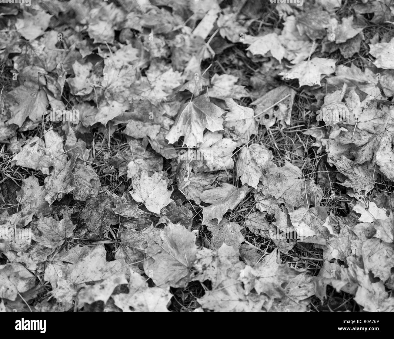 Hojas en blanco y negro Fotografía de stock Alamy