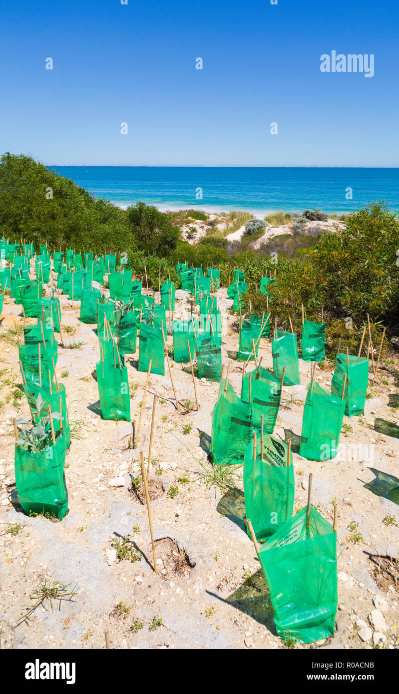 Nuevas plantas nativas con protectores de plántulas sembradas en un área de conservación de la duna de arena en la playa de Cottesloe, Foto de stock