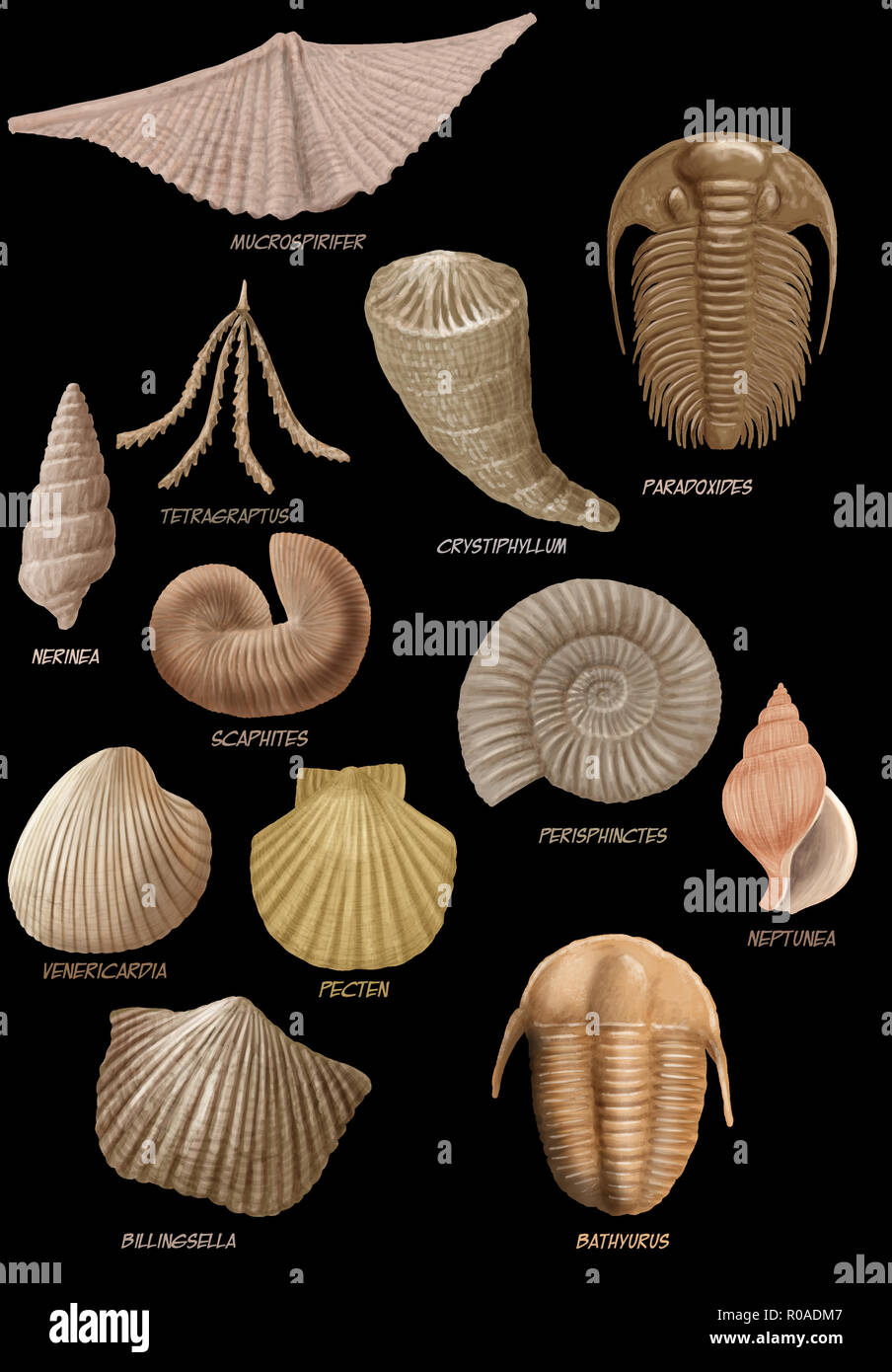 Ilustración digital de un montón de fósiles marinos Foto de stock