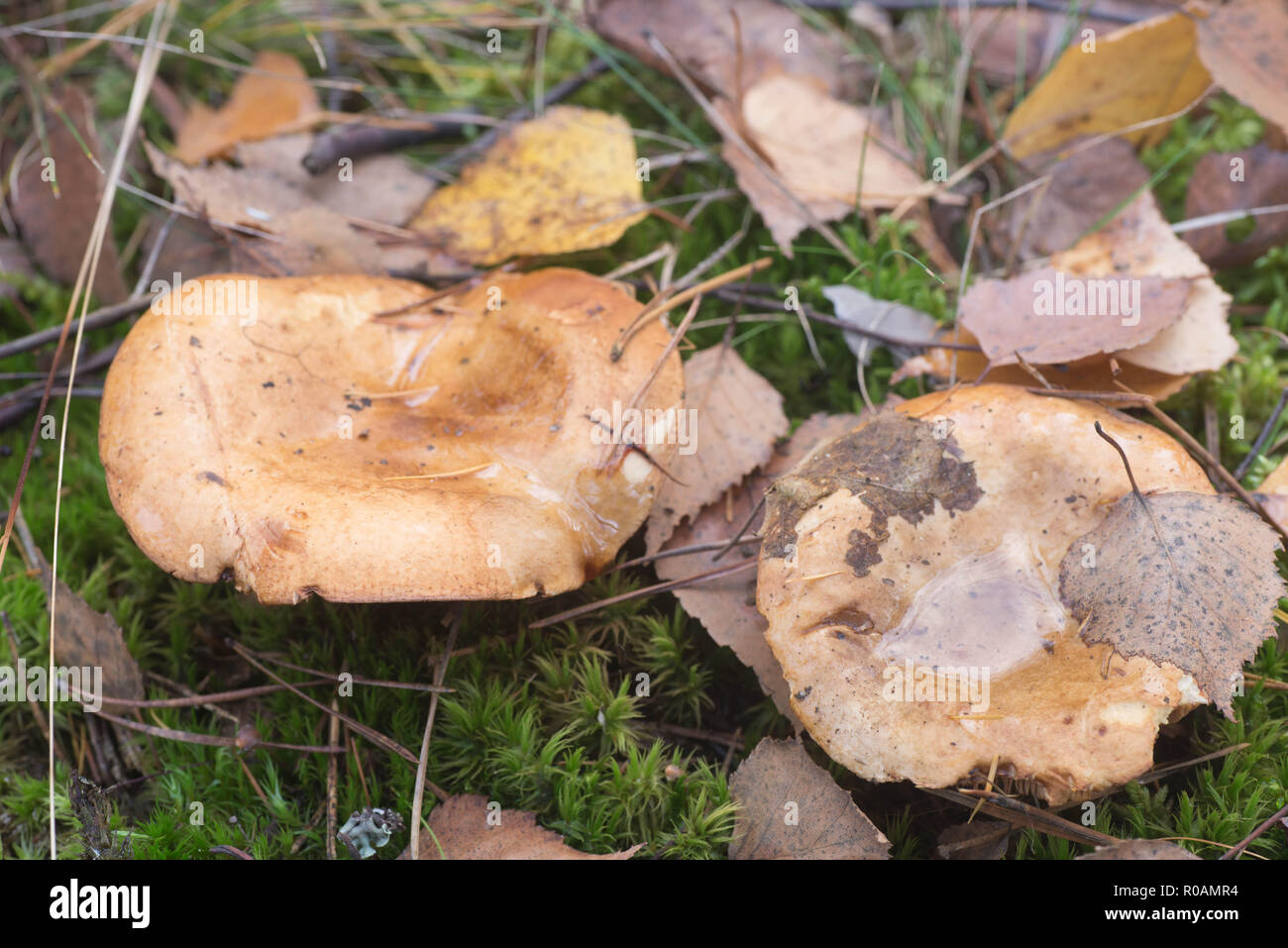 Paxillus involutus, rollo marrón-rim, veneno pax hongos en bosque Foto de stock