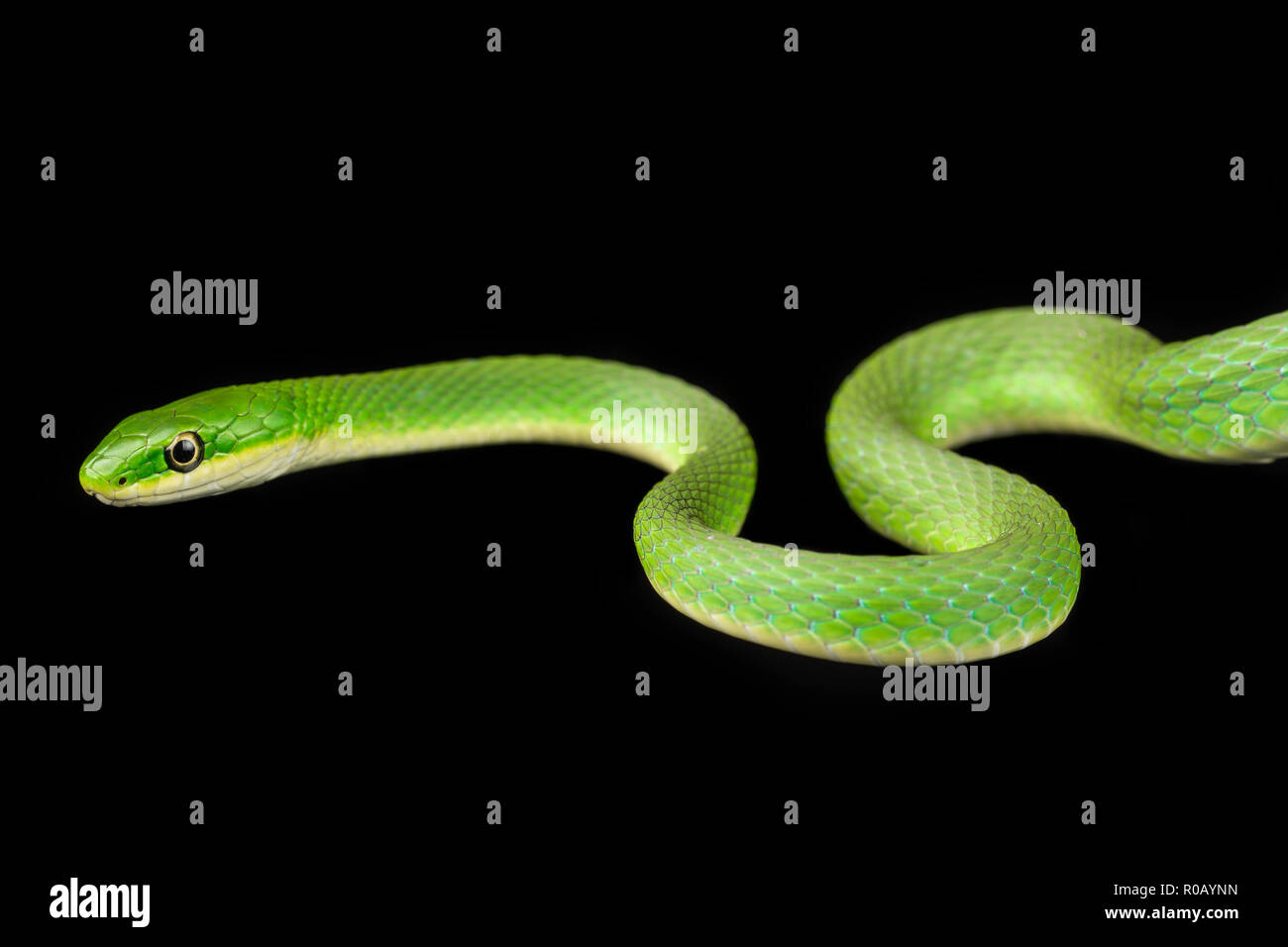 Opheodrys aestivus / Rough serpiente verde Foto de stock
