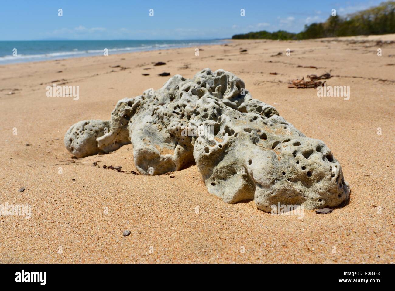 Coral muerto en una playa, playa Balgal, Queensland, Australia Foto de stock