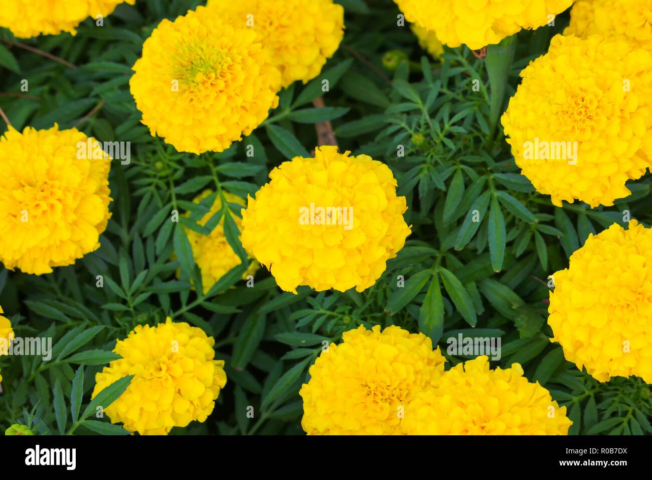 Caléndula flor amarilla que florece en el hermoso jardín (Tagetes erecta,  caléndula, Mexicano Azteca, caléndula caléndula africana Fotografía de  stock - Alamy