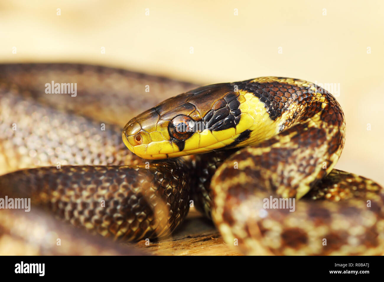 Retrato de colorida serpiente aesculapian menores ( Zamenis longissimus ) Foto de stock