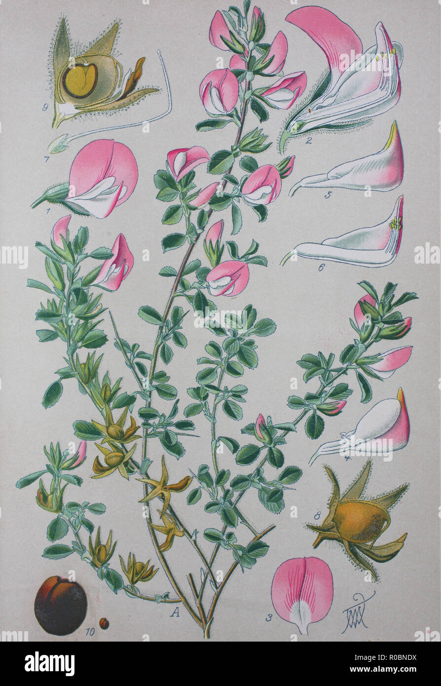 Mejora digital de alta calidad en la reproducción: Ononis repens o restharrow común es una especie de planta del género Ononis Foto de stock