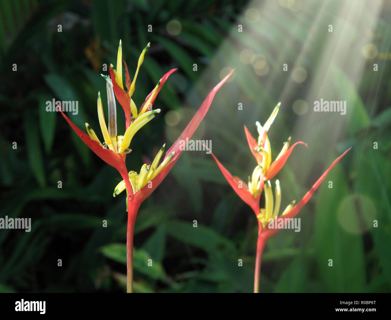 Lirio tropical fotografías e imágenes de alta resolución - Alamy