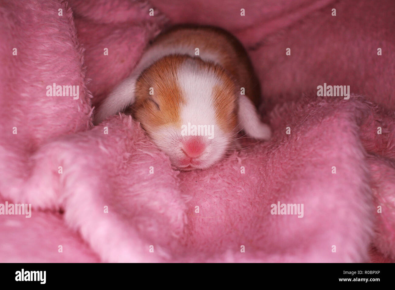 Conejito Recien Nacido Lop Kit 1 Dia Antiguo Conejitos Bebe Recien Nacido Mascotas Fotografia De Stock Alamy Conejito Recien Nacido Lop Kit 1 Dia Antiguo Conejitos Bebe Recien Nacido Mascotas Fotografia De Stock Alamy