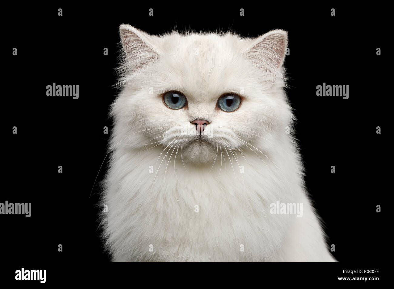 Retrato De Raza Britanica Cat Color Blanco Puro Con Ojos Azules Mirando A La Camara Aislada Sobre Fondo Negro Vista Frontal Fotografia De Stock Alamy