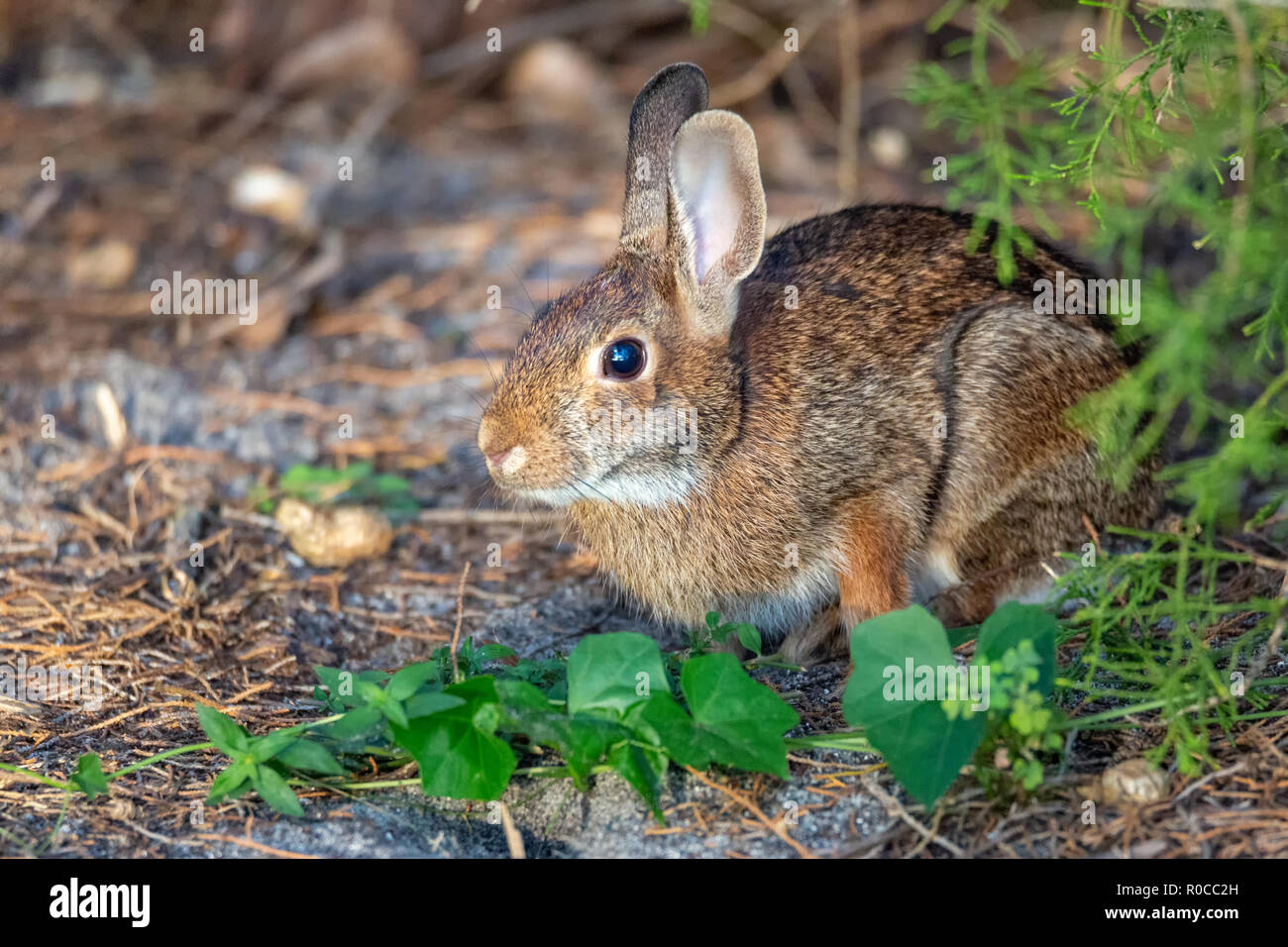 Un conejito silvestre descansa bajo un árbol en Florida, EE.UU. Foto de stock