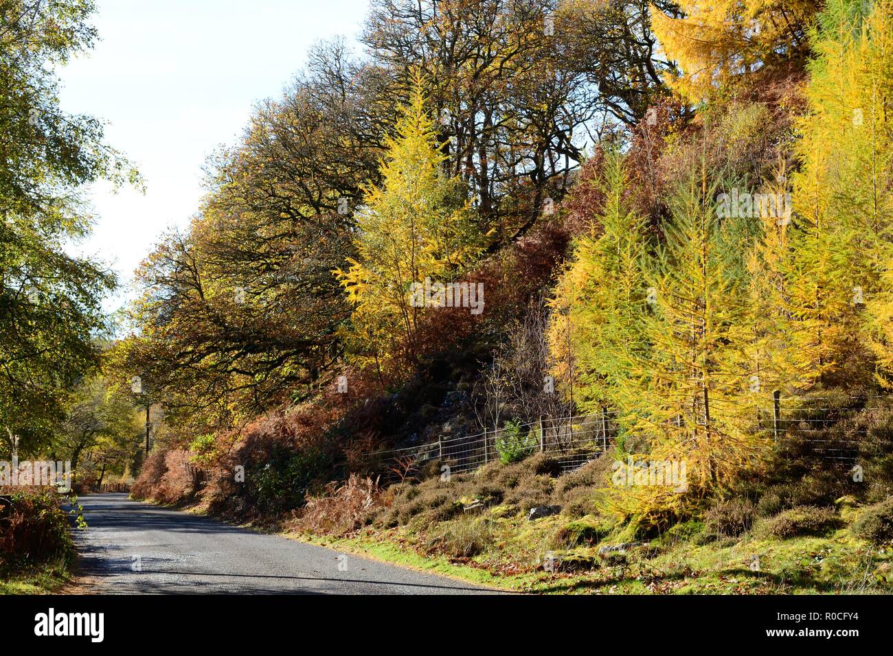Estrecha carretera serpenteante valle Elan redonda presas en otoño Rhayader Gales Cymru UK Foto de stock