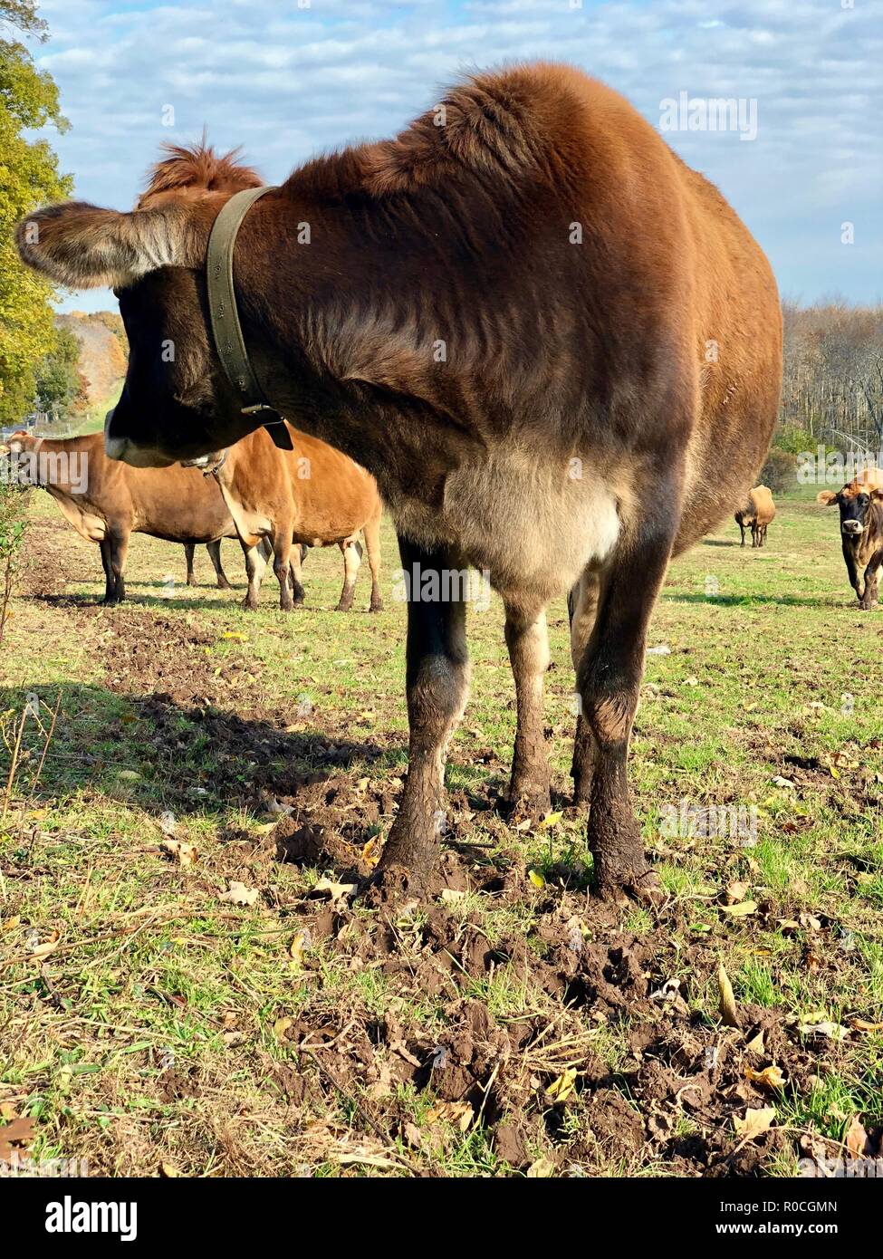 Jersey vaca y el rebaño de vacas en pasto orgánico en Nueva Inglaterra en otoño con el follaje de otoño y cielo azul Foto de stock