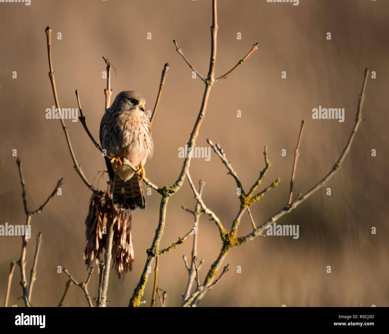 Una hembra silvestre cernícalo (Falco tinnunculus) encaramado en busca de presas por debajo, Gloucestershire Foto de stock