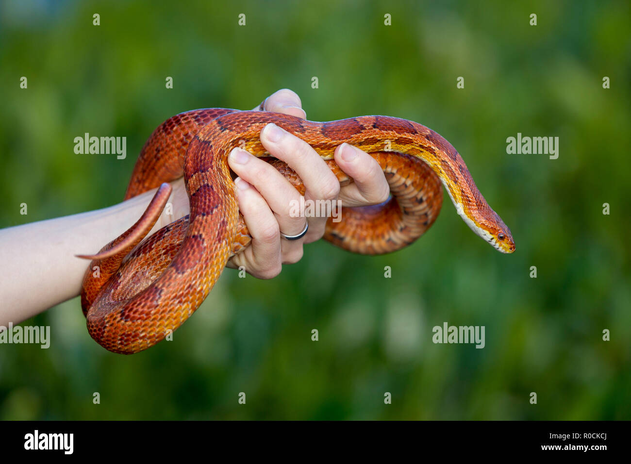 Maíz serpiente enrollada alrededor de propietarios mano contra fondo verde Foto de stock