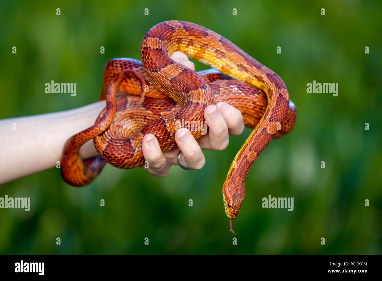 Maíz serpiente enrollada alrededor de propietarios mano contra fondo verde Foto de stock