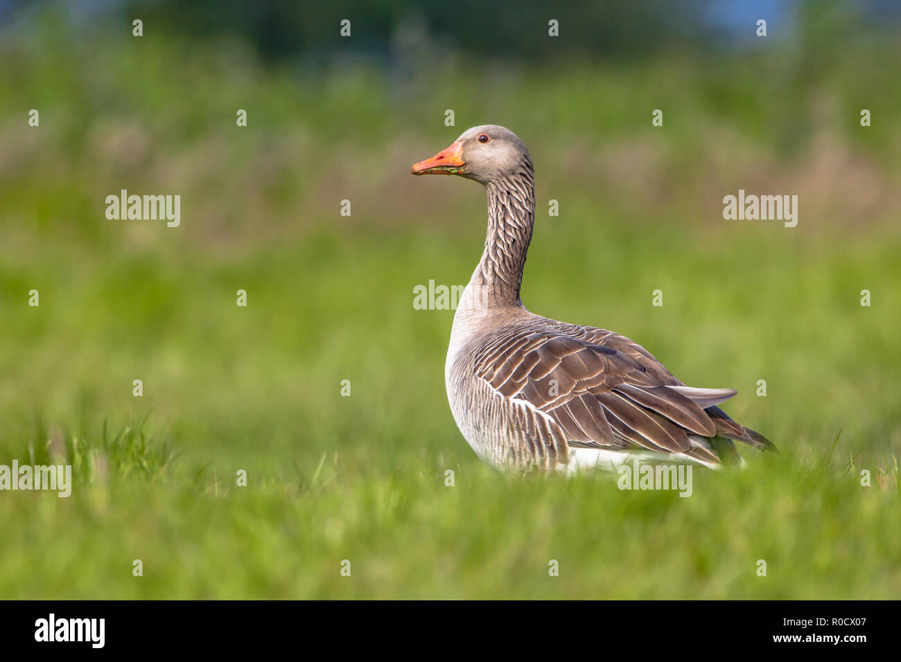 Graylag goose sobre fondo verde. Números de graylag goose han crecido en número en los últimos años problemáticos en los Países Bajos. Las opciones de control de plagas Foto de stock