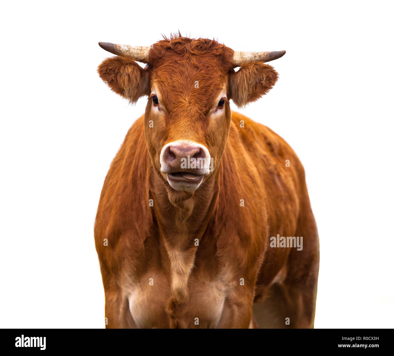 Brown Cow feliz retrato. Un Animal crecido para carne orgánica sobre un fondo blanco. Foto de stock