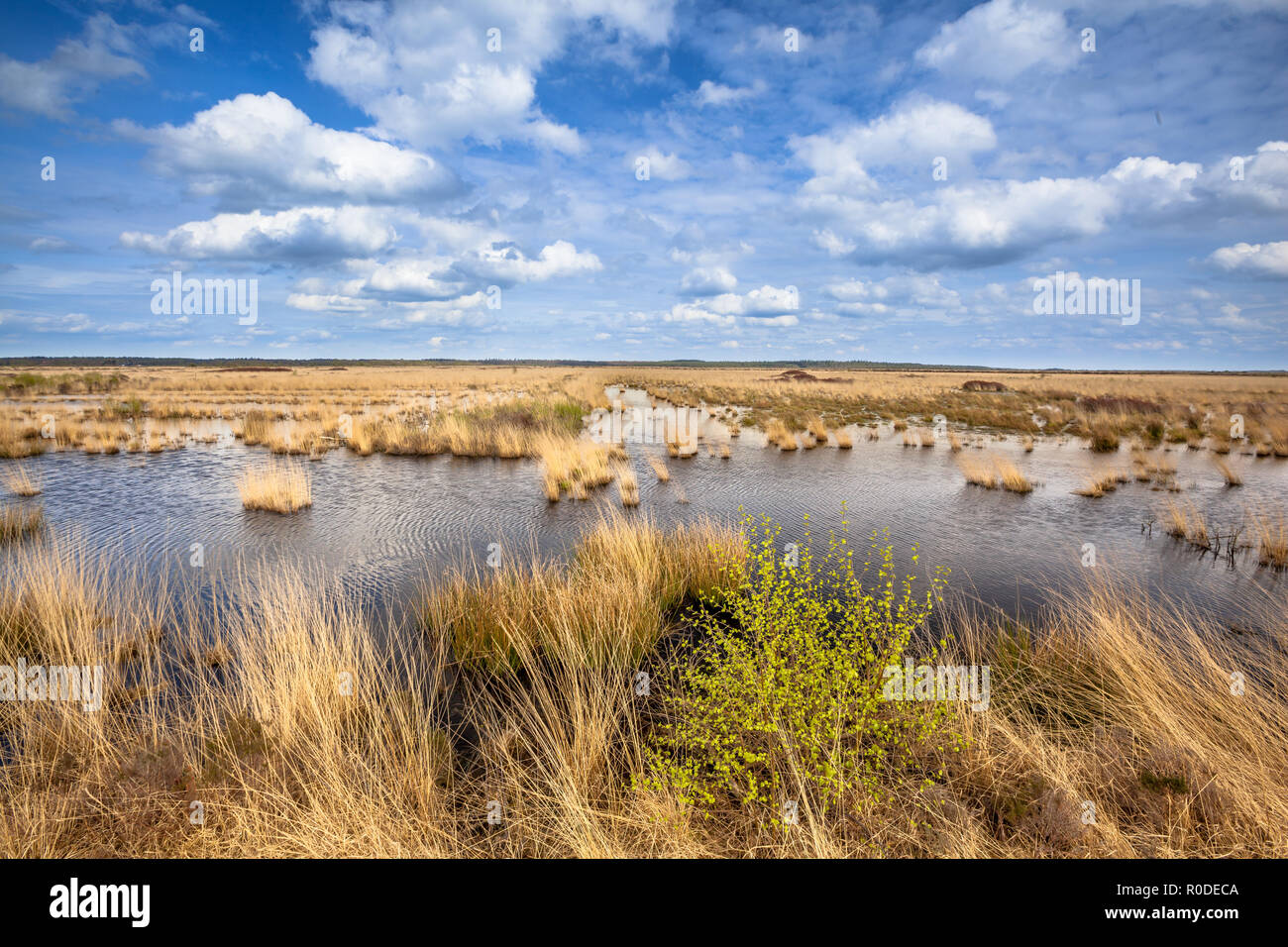 Imagen de paisaje planteadas turberas en Natura 2000 reserva natural Fochtelooerveen en la frontera de Drenthe y Friesland, Holanda Foto de stock