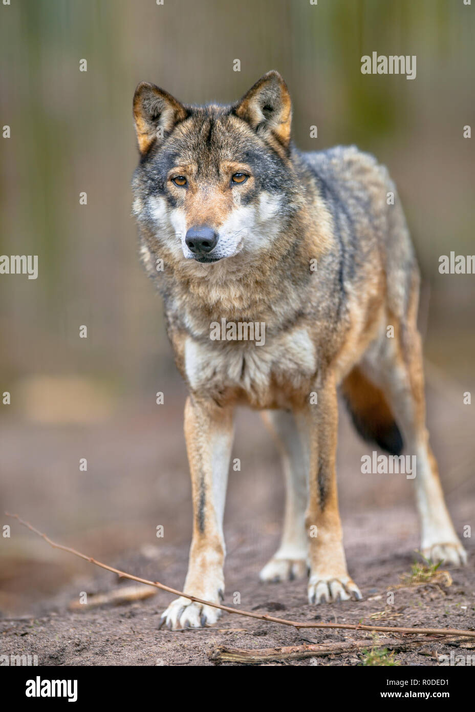 El Lobo Gris Canis Lupus Lupus Es El Miembro M s Especializada Del 