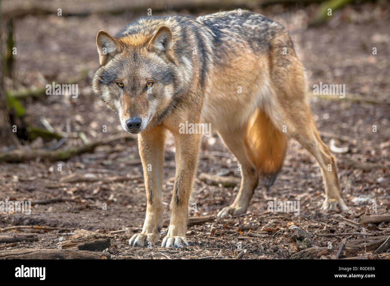 Big Bad Euroasiática de lobo gris (Canis lupus lupus) es el miembro más