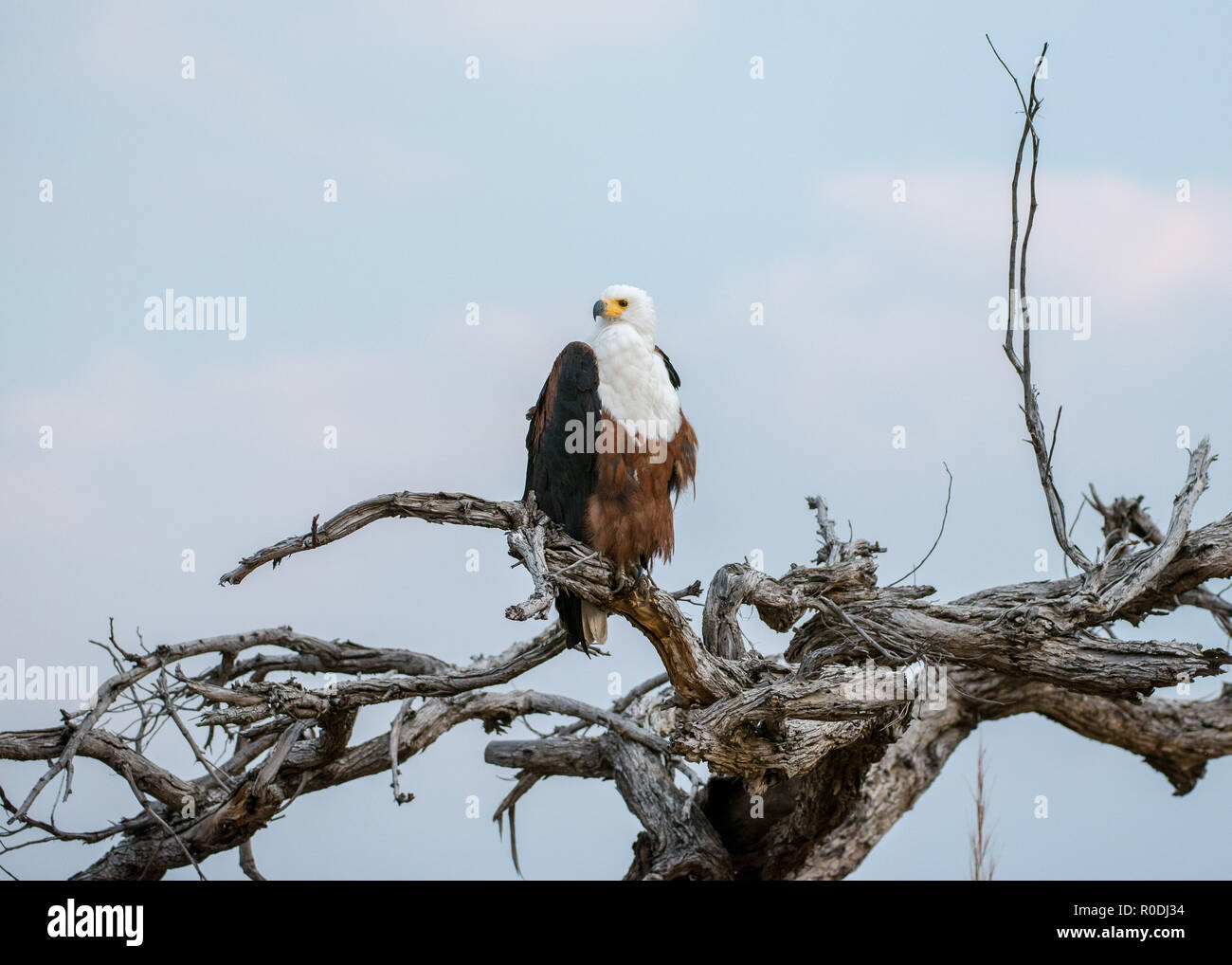 Águila pescadora en las orillas del río Kafue Foto de stock