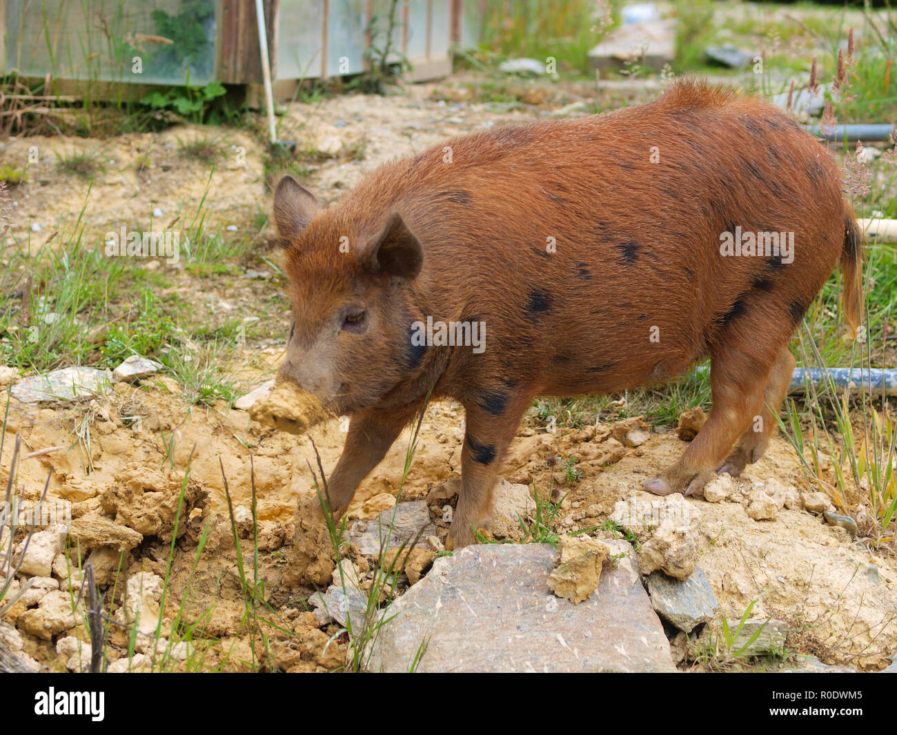 Cerdo salvaje en Farm Yard Foto de stock