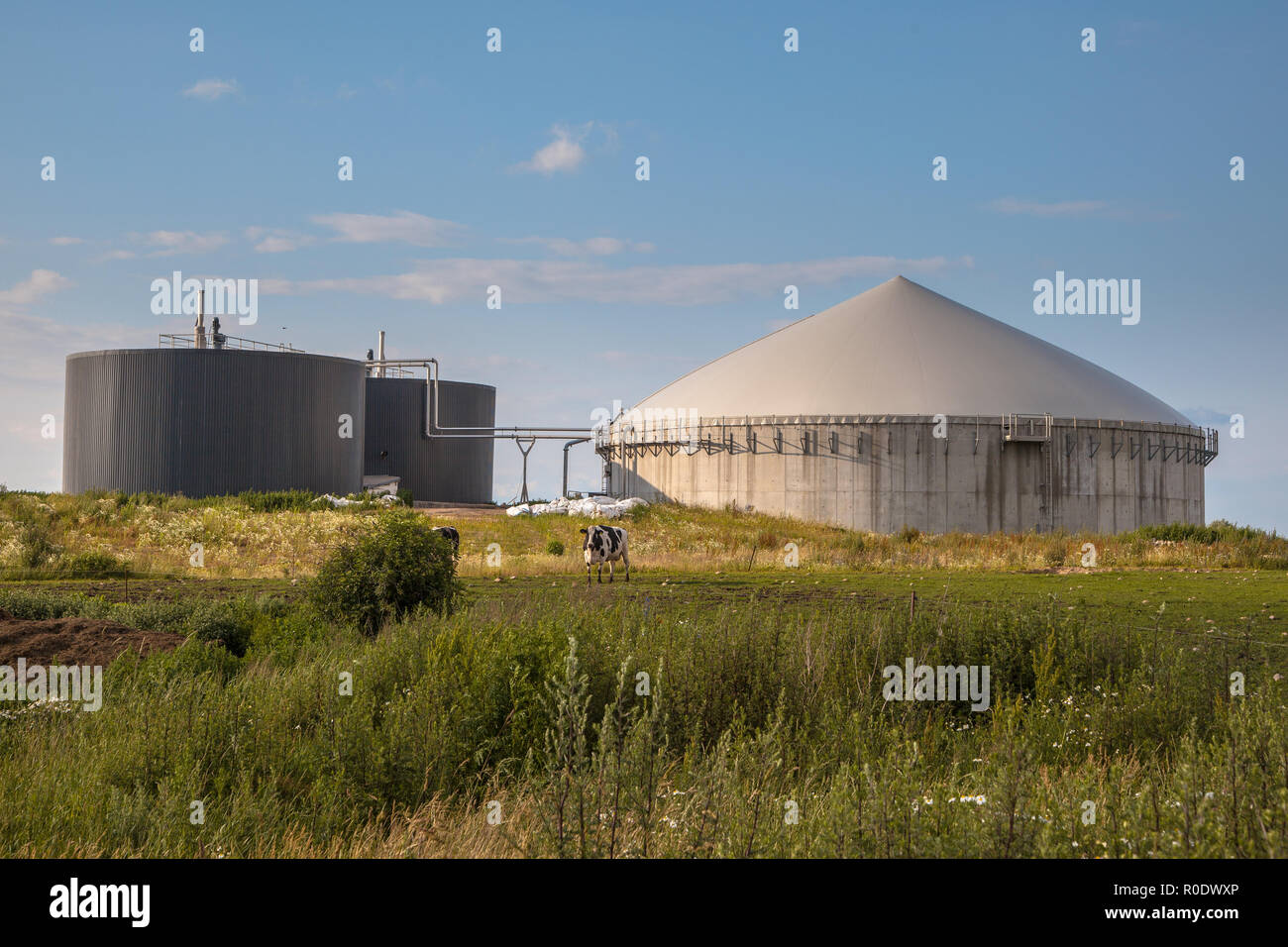 El proceso de la instalación de biogás Estiércol de Vaca como parte de una granja Foto de stock