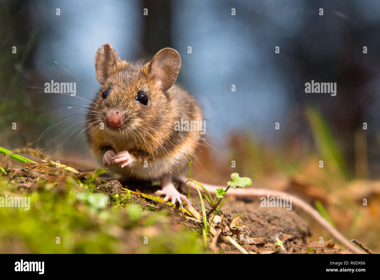 Ratón de madera silvestre sentado en el suelo del bosque Foto de stock