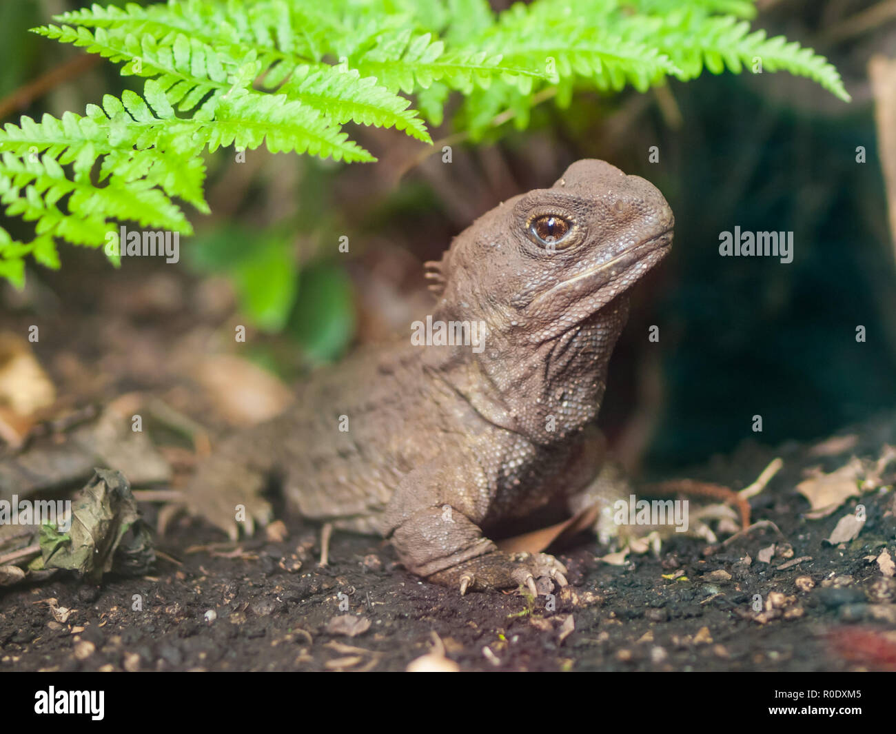 El tuatara, también llamado fósil viviente, es un reptil nativo de Nueva Zelanda Foto de stock