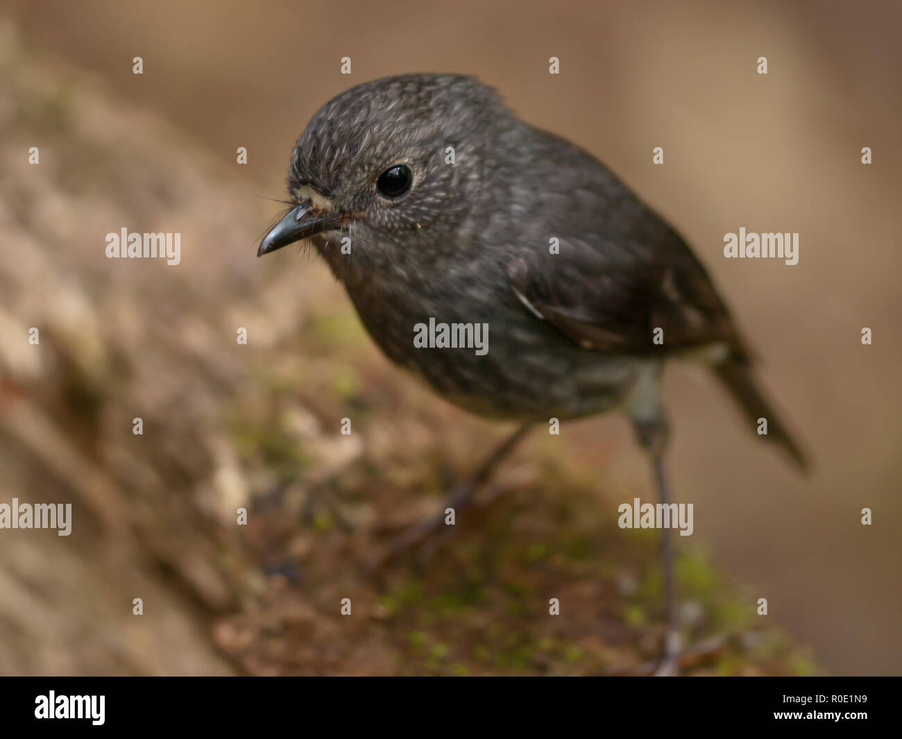 Un lindo Nueva Zelandia robin está buscando en la cámara Foto de stock