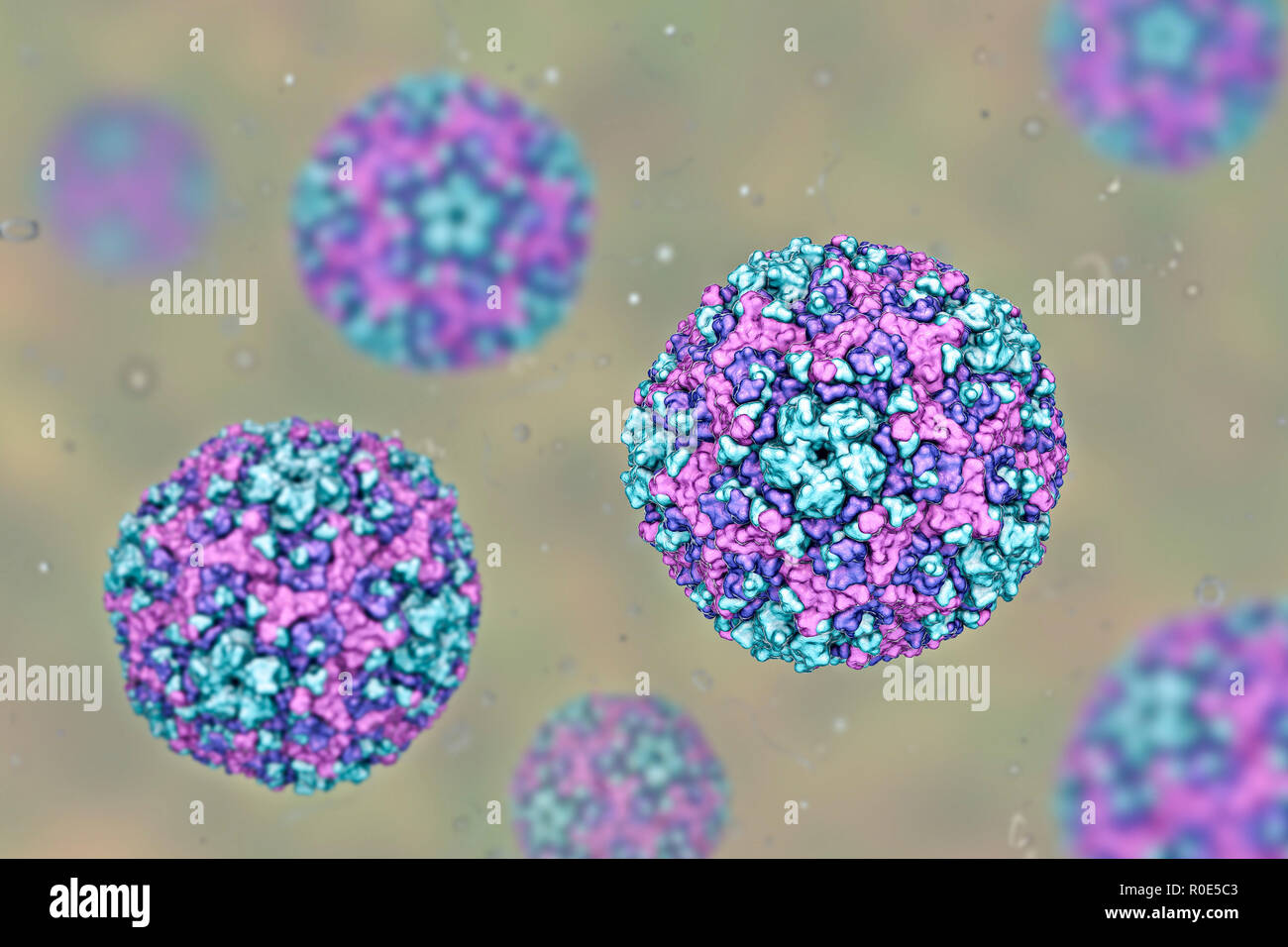 Coxsackie viruses fotografías e imágenes de alta resolución Alamy
