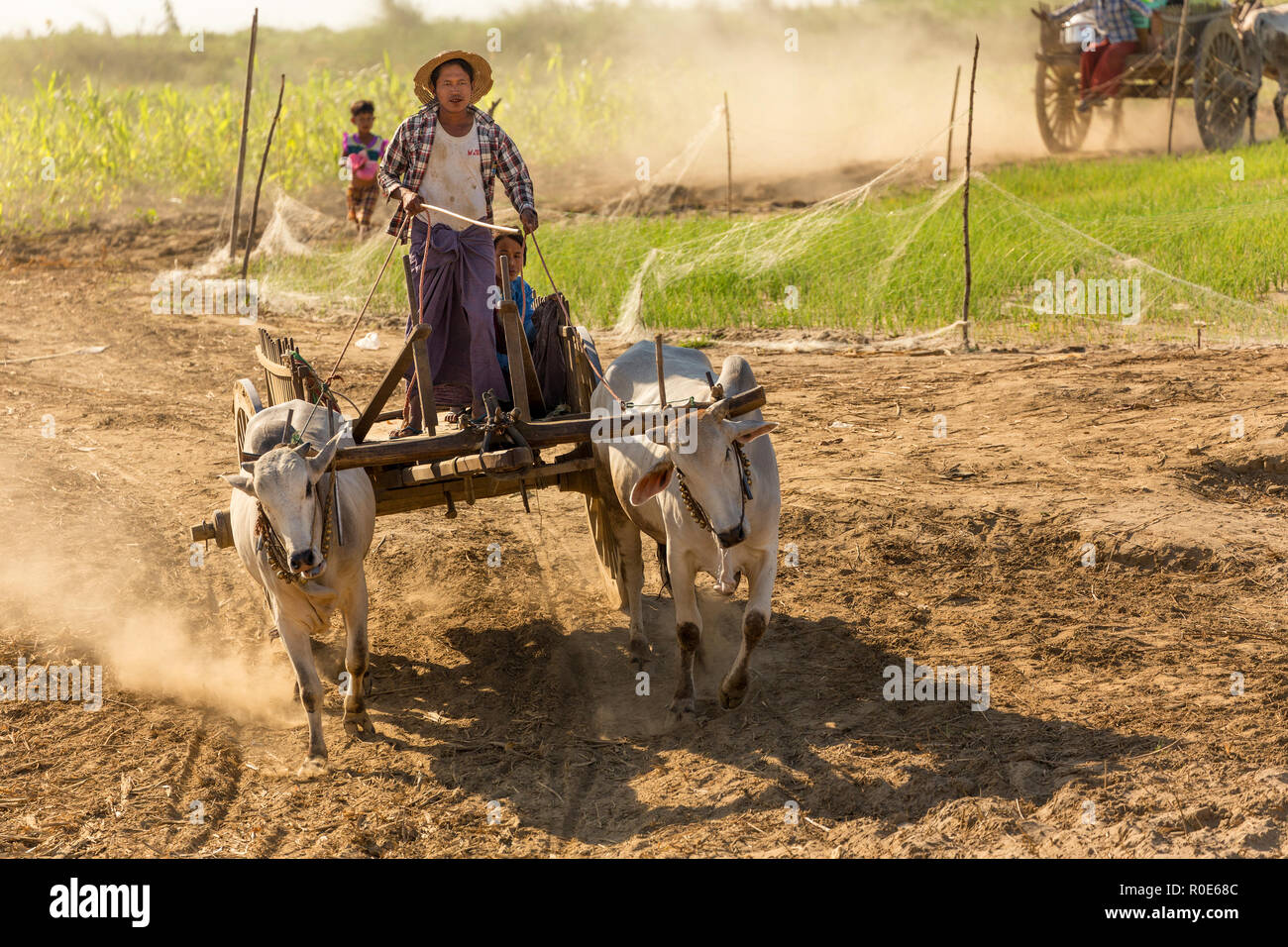 BAGAN, Myanmar, 21 de enero de 2015 : los agricultores birmanos conducir una carreta de descarga están llegando a un barco de alimentos y materiales a lo largo del río Irrawaddy ne Foto de stock