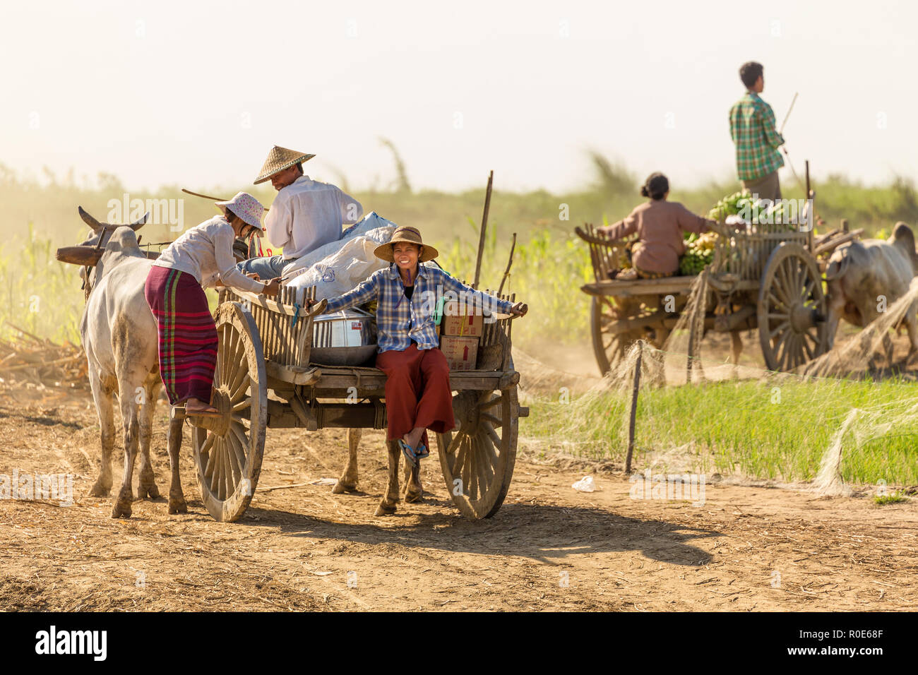BAGAN, Myanmar, 21 de enero de 2015 : los agricultores birmanos conducir una carreta de descarga están llegando a un barco de alimentos y materiales a lo largo del río Irrawaddy ne Foto de stock