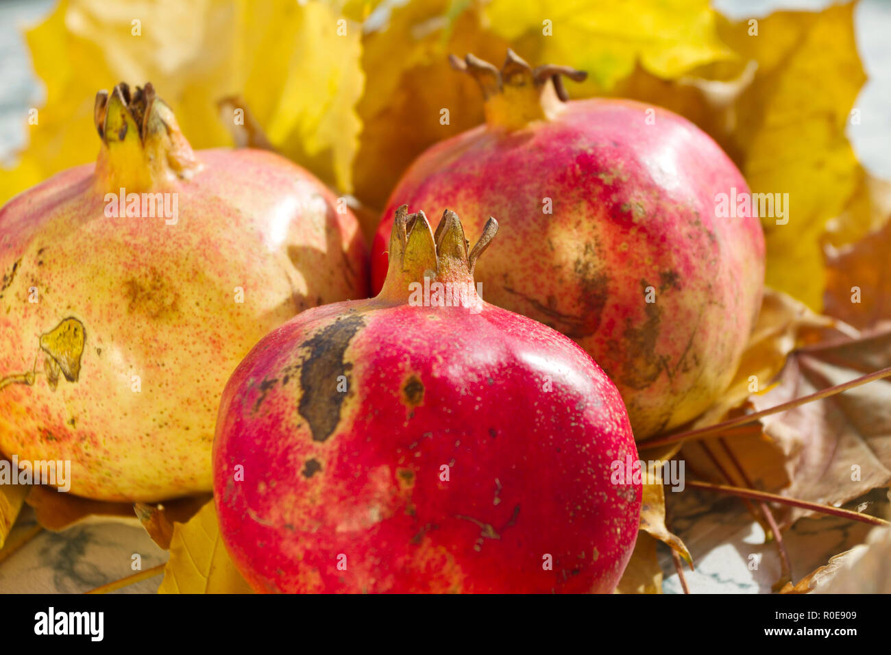 Hojas de Otoño y granadas. Granada orgánicos maduros aún en vida con la  hoja amarilla. Textura de fondo estacional. Papel tapiz de follaje de  otoño. Frutas Fotografía de stock - Alamy