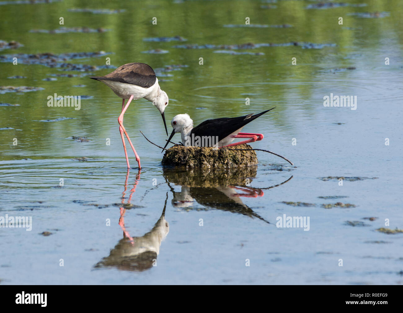 Un par de alas negras Stilt (Himantopus himantopus) tiende su nido. Xiangshan Humedal Hsinchu, Taiwán. Foto de stock