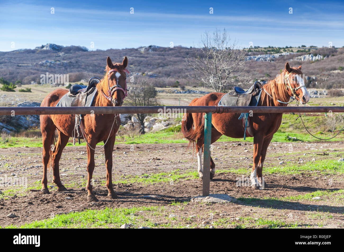 Dos caballos ensillados rojo stand amarrados a una pradera de ...