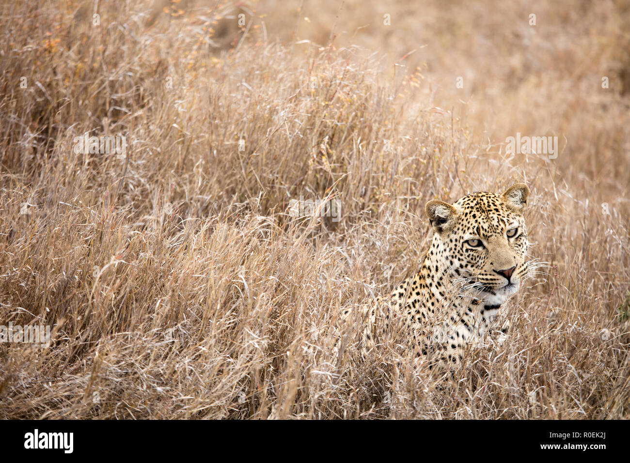 Primer plano de la hermosa leopard escondidos en la hierba en el Parque nacional Serengeti, Tanzania Foto de stock