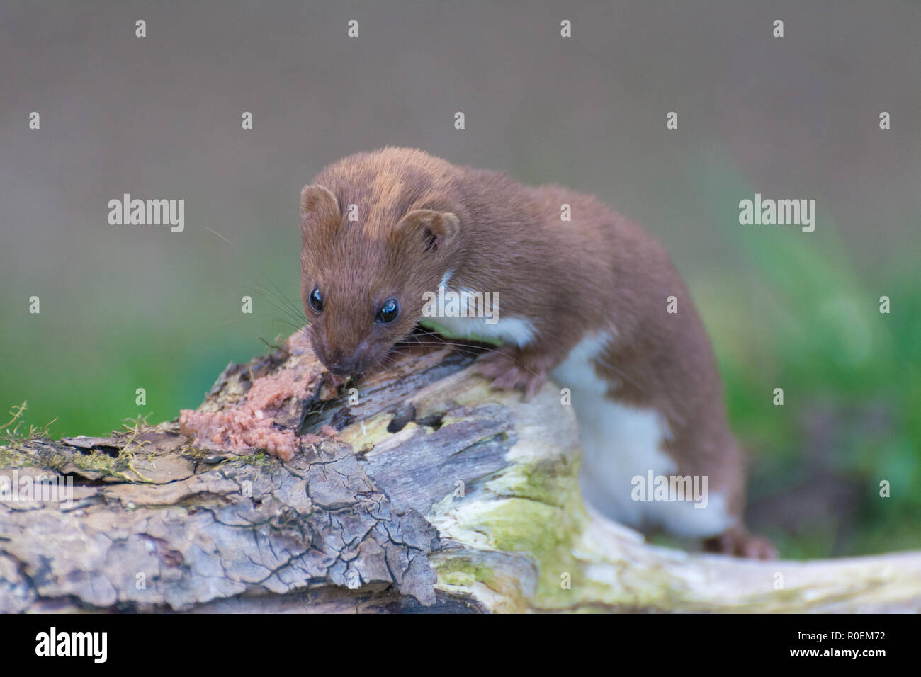 Carnívoro mustélido fotografías e imágenes de alta resolución - Alamy