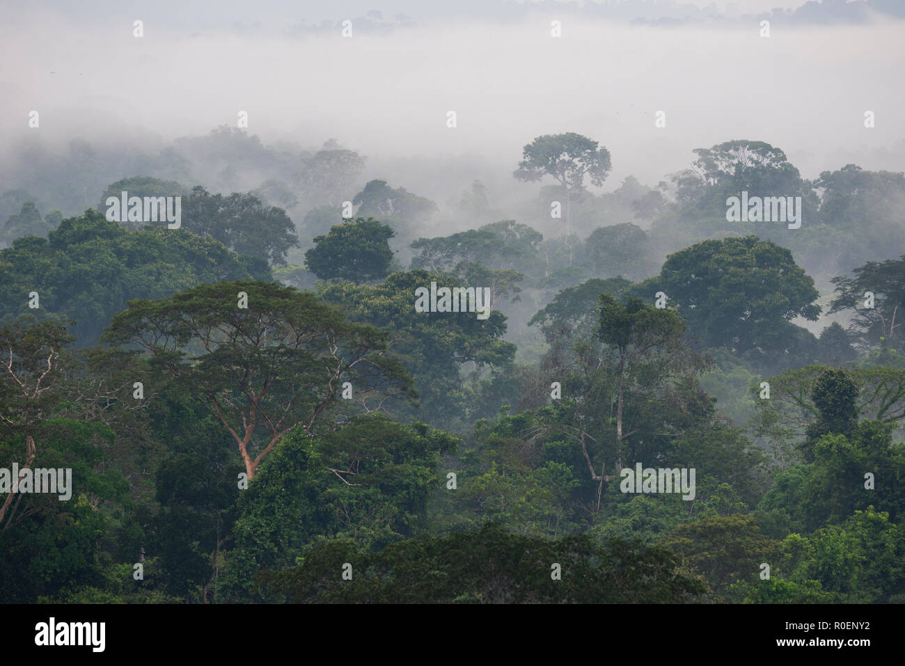Selva amazónica desde el área cerca de Cristalino Lodge, Estado de Pará, Brasil Foto de stock