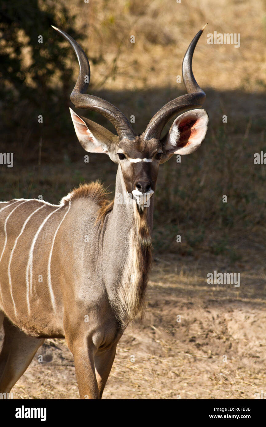 Antilopes africanos de fotos 5 espécies
