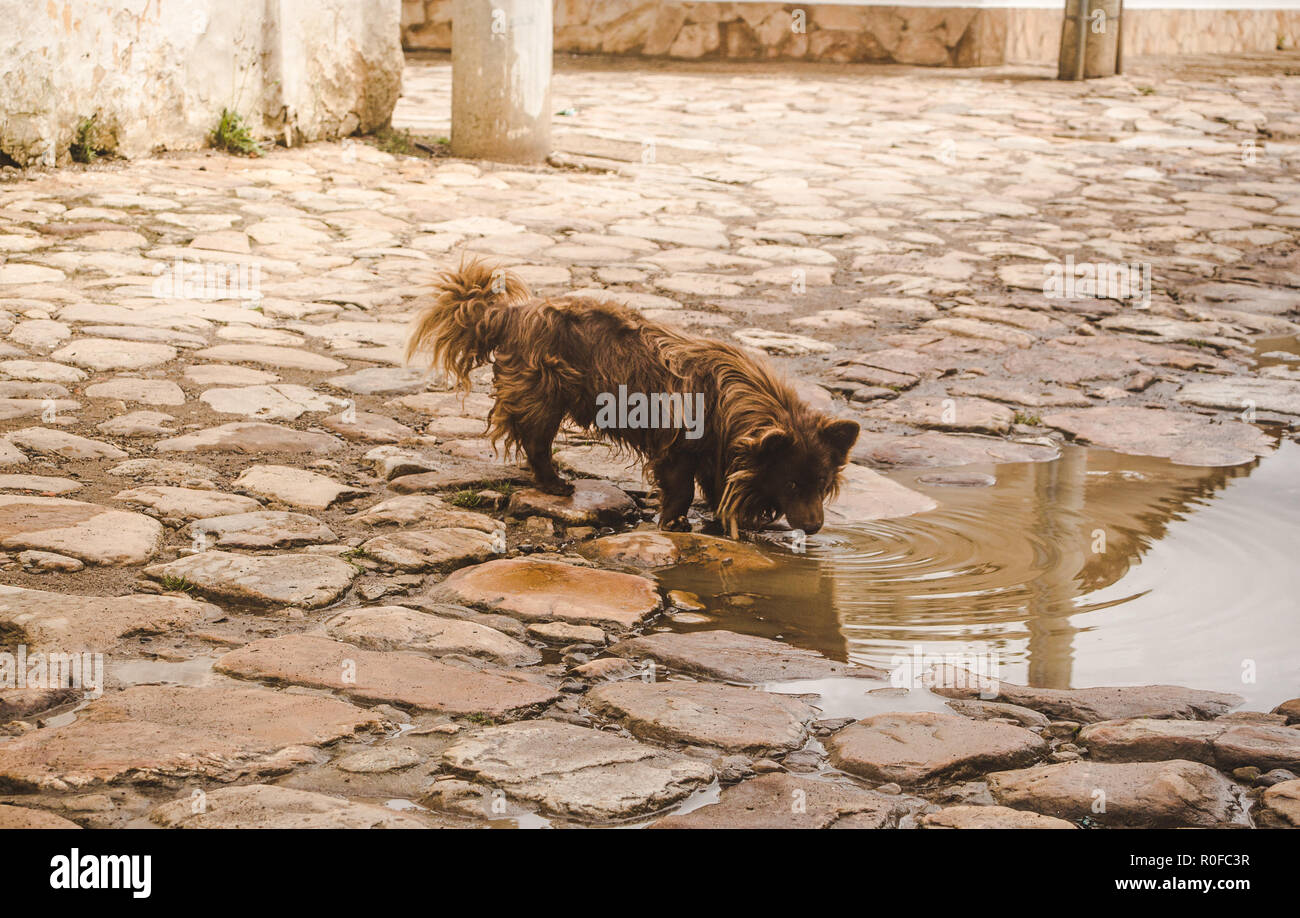 Perro callejero sediento bebe agua sucia de un charco marrón sobre calles adoquinadas de una pequeña ciudad histórica de Colombia Foto de stock
