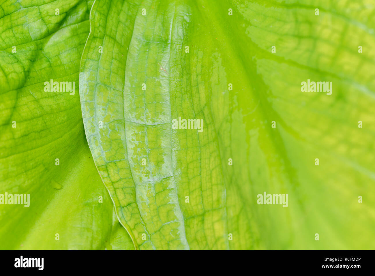 Macro foto verde hoja superficie - planta de jardín. Textura de hoja verde abstracta. Foto de stock
