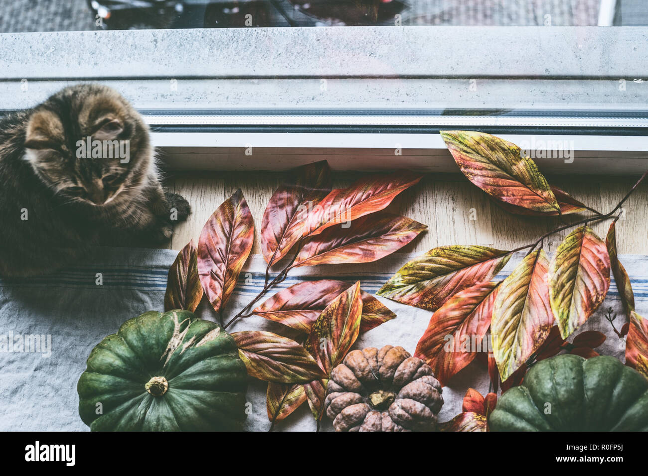 Sweet cat está sentado por la ventana con varios coloridos granja orgánica calabazas con hojas de otoño, vista desde arriba. Acogedora casa de estilo de vida de otoño Foto de stock